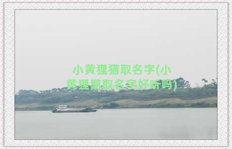 小黄狸猫取名字(小黄狸猫取名字好听吗)