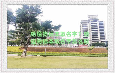 给植物标本取名字？给植物标本取名字怎么取